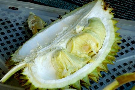 Bali Durian